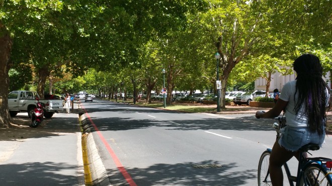 Street lined with Oak Trees