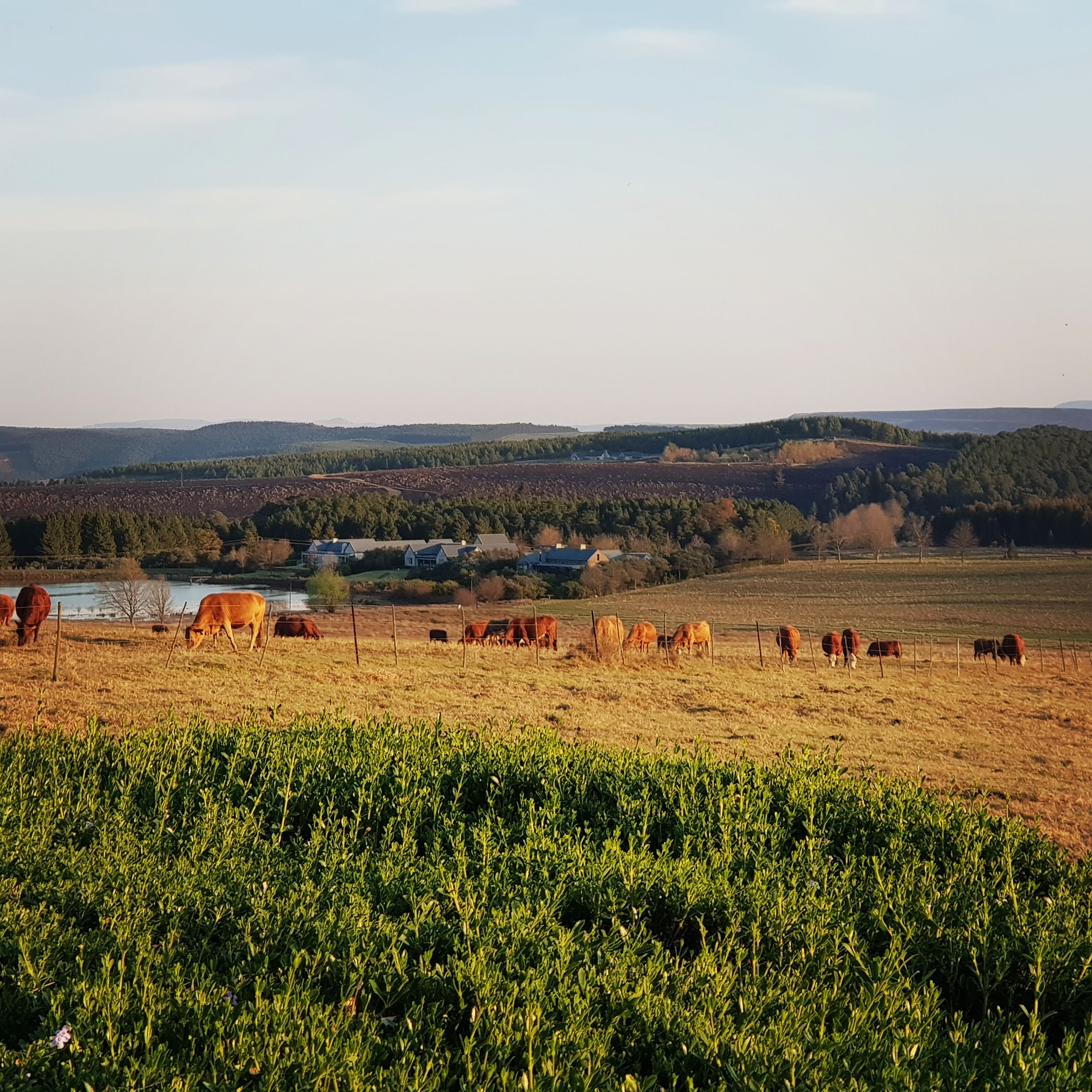 IMG_20180830_172707_417